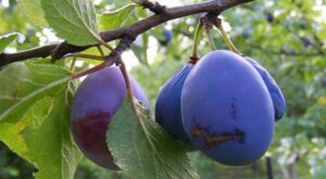 Lire la suite à propos de l’article CRAZY PRUNE