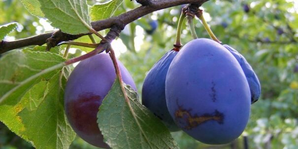 CRAZY PRUNE