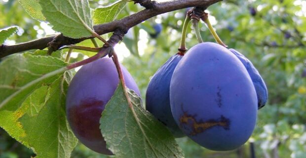 CRAZY PRUNE