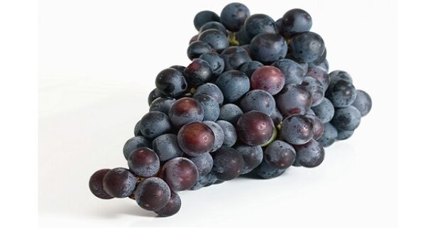 CRAZY VIGNERONNE