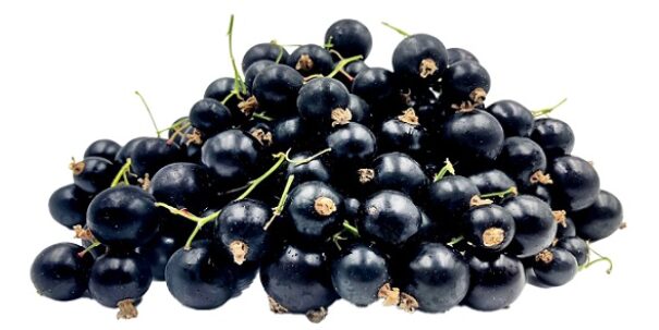 CRAZY CASSIS