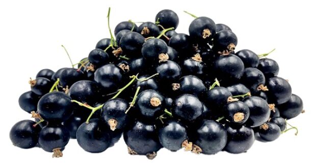 CRAZY CASSIS