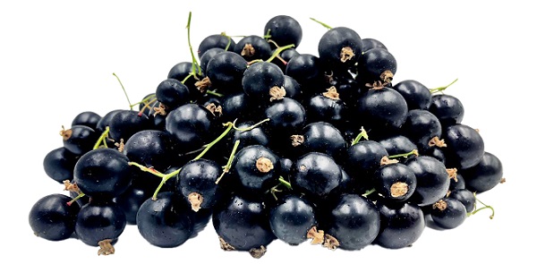 You are currently viewing CRAZY CASSIS