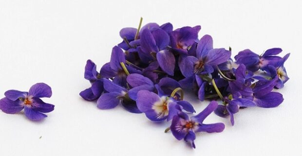 CRAZY VIOLETTE